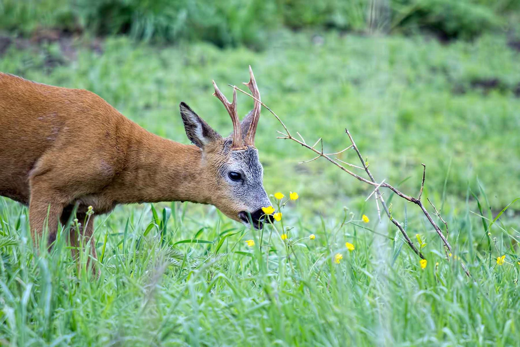 Sådan bliver du klar til bukkejagt