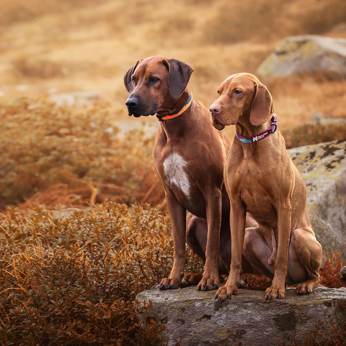 Trail quest collar Orange/black