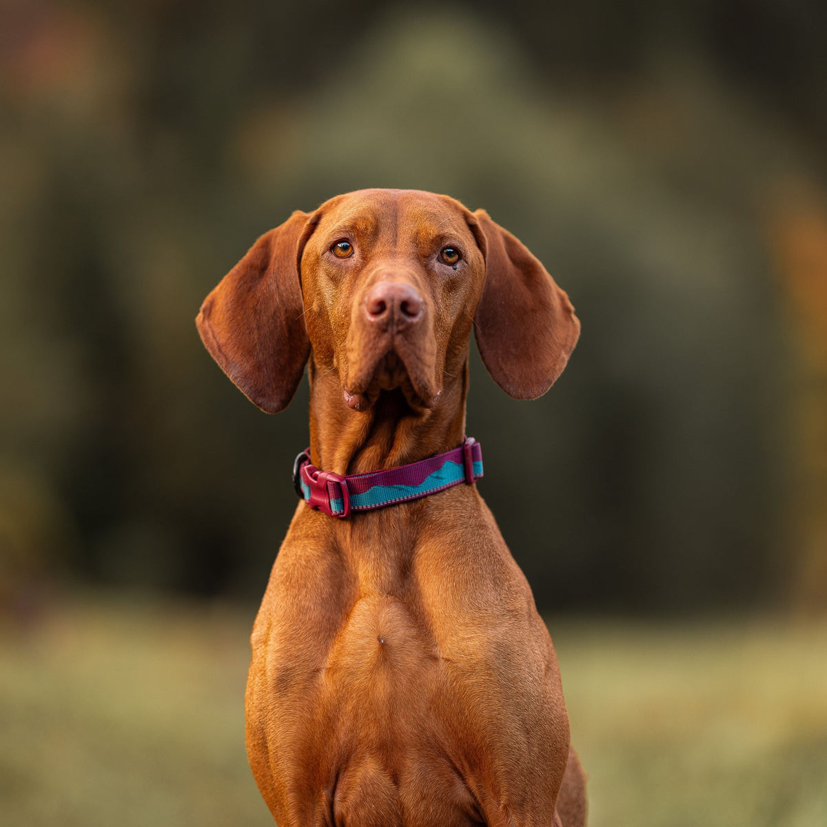 Trail quest collar Teal/Wine