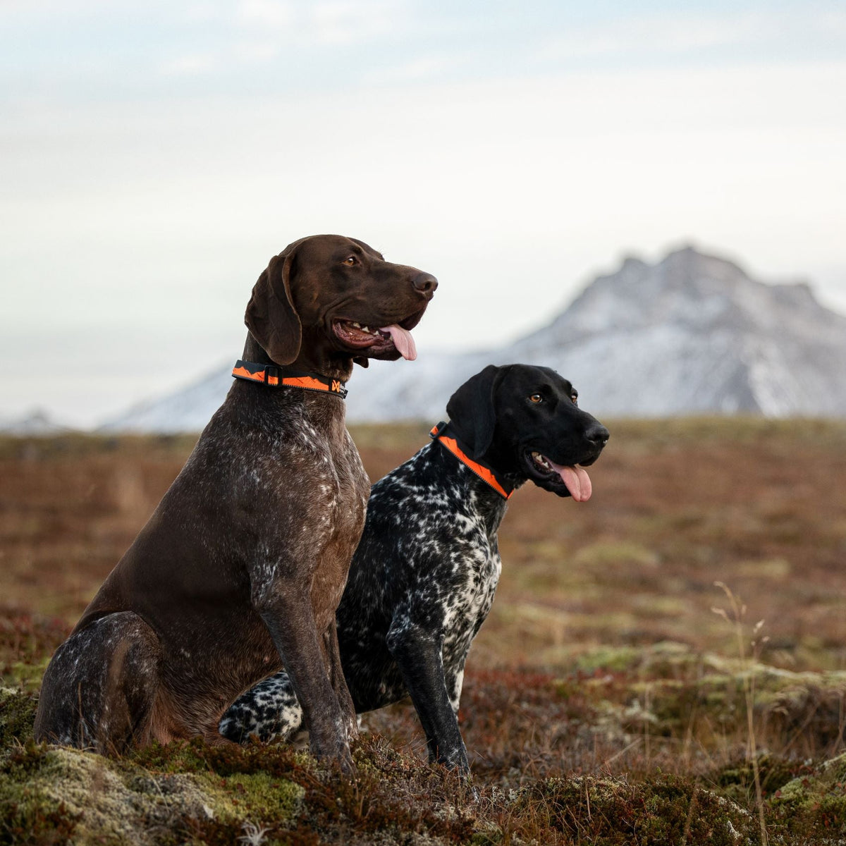 Trail quest collar Orange/black