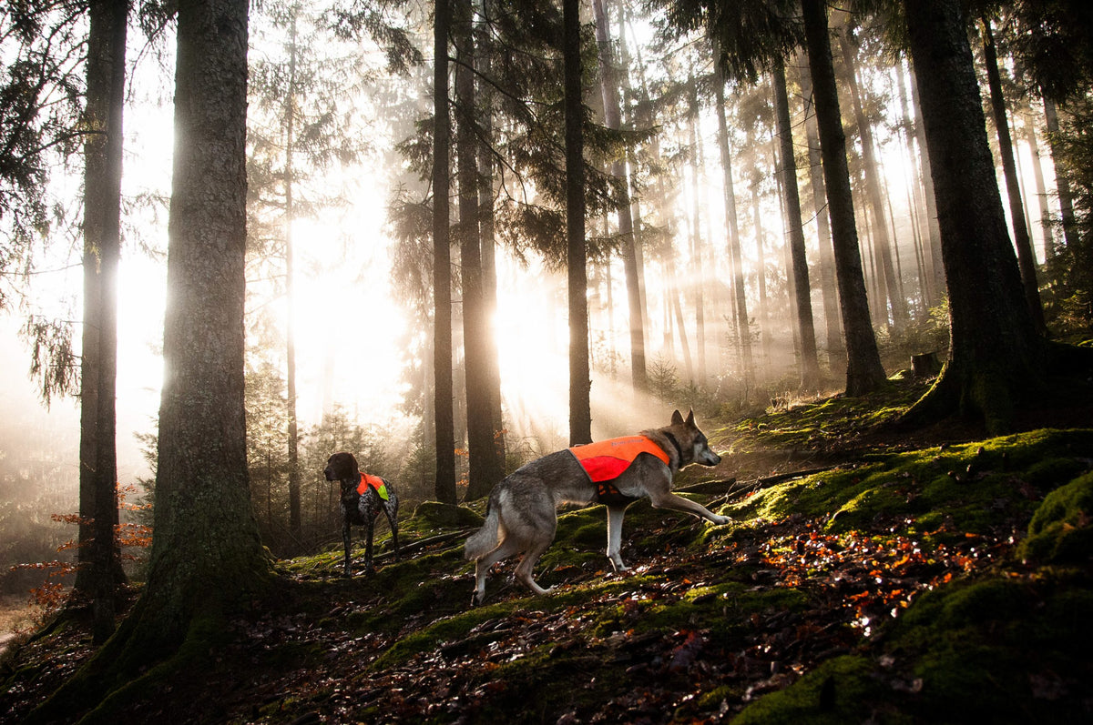 nonstopdogwear_b2b_Protector-Vest_DSC_6529_2-scaled